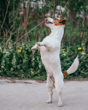 Jack Russell Terrier Puppy  Standing Up On Hind Legs