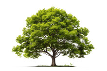 Green Tree Isolated On A Transparent Background Made With AI Generative Technology
