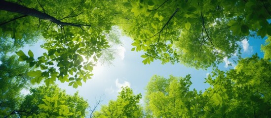 Poster - Natural copy space is created as the green foliage frames the blue sky when looking up through the treetops.