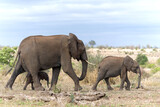 Fototapeta Sawanna - Elephant herd in the Kruger National Park in South Africa
