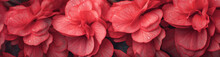 Begonia, Best Website Background, Hd Background, Background For Computers Wallpaper