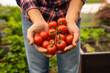 © kieferpix - Hand holding fresh organic tomatoes vegetables from garden, promoting wellbeing and healthy eating.