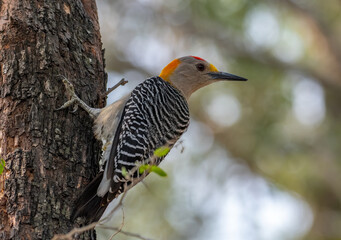 Wall Mural - golden-fronted woodpecker in a texas forest