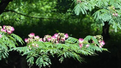 Poster - silk tree flower