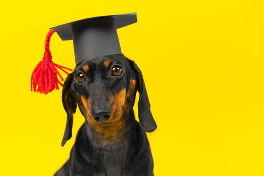 Smart dog in an academic cap with a tassel on a yellow background. Student in uniform at graduation party of school, university, college. Training and education studying AI