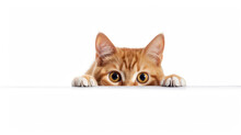 Photo Of A Red Shorthair Kitten Frightened Cat With Drooping Ears Peeking Out From Behind A White Table With Copy Space