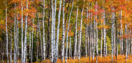 Wall Mural - Panoramic view of colorful Aspen trees in Utah, wasatch mountains during autumn time