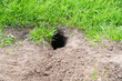 Freshly dug gopher hole in the ground