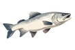 Cod fish vector art still life painting flat illustration