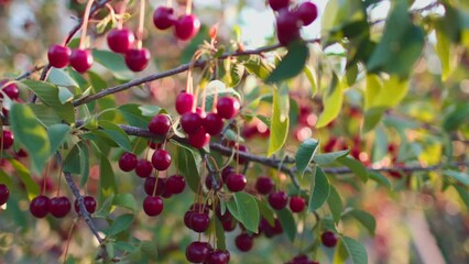 Wall Mural - Close-up of green cherry branches with ripe juicy berries in the garden. harvest time