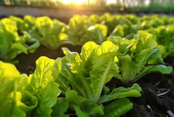 Wall Mural - Background with Lettuce plantation field. Healthy natural food and vegetable background concept. generative ai