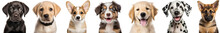 Collection Of Close Up Portrait Of Cute Happy Dog Puppies, Black Labrador, Labrador, Corgie, Australien Shepherd, Golden Retriever, Dalmatiner, German Shepherd, Isolated On White Background