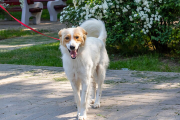 Wall Mural - White fluffy dog walking in the park