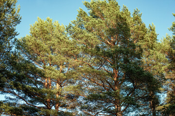 Sticker - pine forest in autumn,bergafjärden, medelpad, sverige,sweden, norrland, Mats