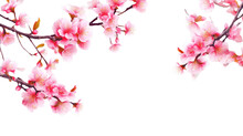 Sakura Flowers, A Bunch Of Wild Himalayan Cherry Blossom Pink Flowers With Young Leaves Budding On Tree Twig Isolated On White Background With Clipping Path Transparent Background, Generative Ai