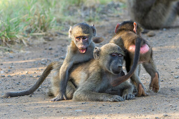 Sticker - Young baboon hanging around and playing in Kruger National Park in South Africa