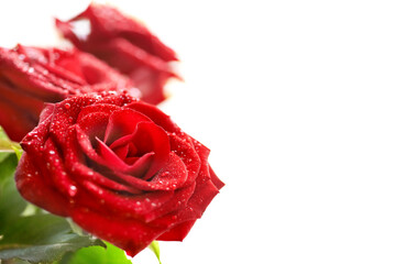 Bunch of red beautiful roses isolated on white background