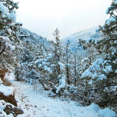 Wall Mural - Winter forest