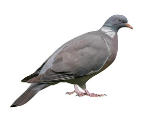 Wall Mural - Wood pigeon (Columba palumbus), PNG, isolated on transparent background
