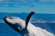Humpback Whale breach up close