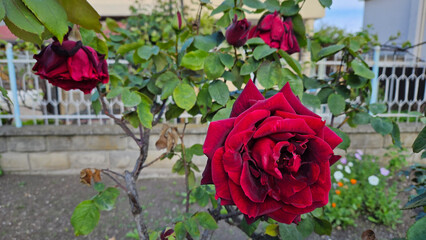 Wall Mural - branch of beautiful rose with bright crimson flower
