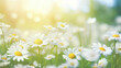 Wild Chamomile Flowers in Nature: Soft Focus and Bokeh, Floral Summer Spring Background