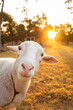 © Austockphoto - funny pet sheep face in the camera in golden sunset light