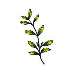 Wall Mural - fresh thyme leaf hand drawn. herb aromatic, seasoning spice, twig leaves fresh thyme leaf vector sketch. isolated color illustration