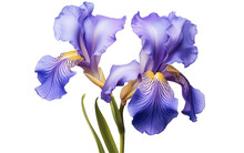 Iris Flower Isolated On Transparent Background 
