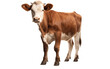 Cow on White Transparent Background