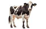 Isolated Cow on White Background, Generative Ai