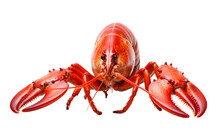 An Illustration Of A Lobster Isolated On A White Background, Generative Ai