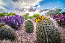 Colorful Desert Landscape With Cacti And Succulents In Phoenix, Arizona, USA