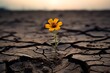 © Davivd - Solitude in Bloom: A Solitary Flower Thriving Against the Odds in a Deserted, Cracked Landscape