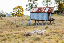 Sheep In Paddock By Old Farm Shed