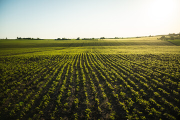 Wall Mural - Landscape of a field of young soybean shoots stretch up. Rows of soy plants on an agricultural plantation. The sun's rays shine through the leaves. Selective focus.