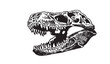 Graphical skull of tyrannosaurus isolated on white,vector illustration, fossils
