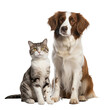 happy dog and cat isolated on transparent background