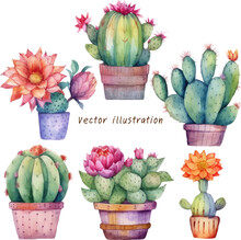 Cactus Flowers In Pots Watercolor Vector Illustration