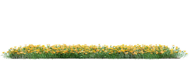 Wall Mural - Field of yellow flowers and meadow cut out on transparent background 3d rendering png