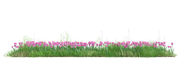 Wall Mural - Field of pink flowers and meadow cut out on transparent background 3d rendering png.
