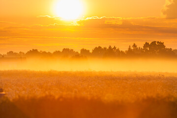 Wall Mural - Foggy meadow at sunset