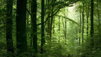 Wall Mural - Majestic scenery of a beautiful green beech forest with the soft light falling through fog, framed with silhouettes of the trees, panning video
