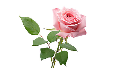 Wall Mural - pink roses flowers standing alone on a white background. the bud and leaf of a light pink rose flowe