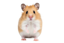 Adorable Roborovski Hamster Standing In A Sideways Position. Separated On A White Backdrop.