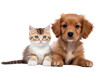 Cute small kitten and puppy on a white backdrop.