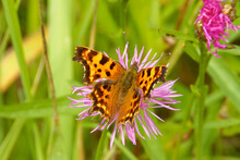 Polygonia C-album, The Comma Butterfly, Feeding On Flowers.