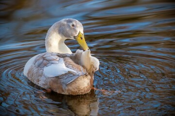 Sticker - White mallard duck floating in the tranquil lake.