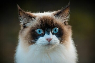 Wall Mural - a brown and white cat with blue eyes and fluffy fur