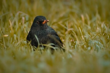 Sticker - Common Blackbird perched on grass in a tranquil setting